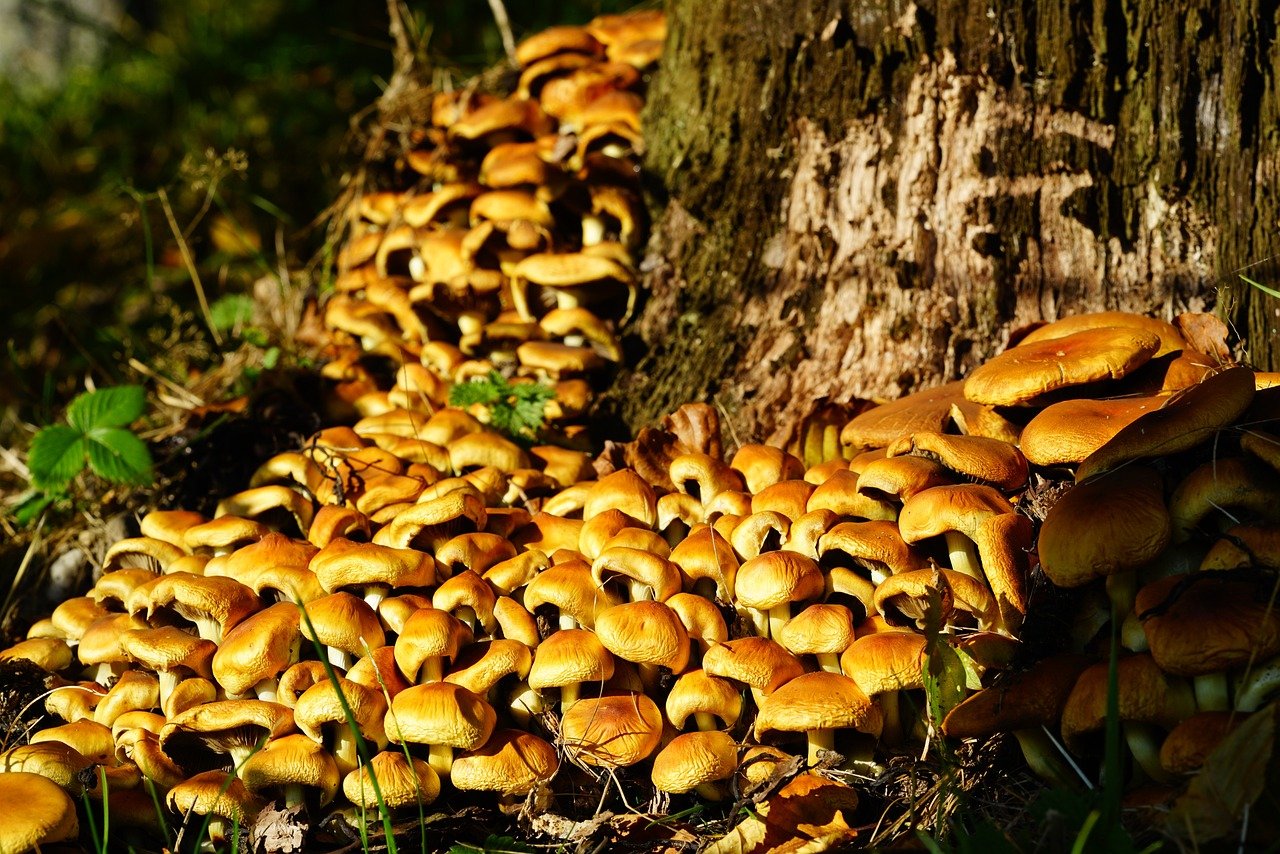 7 Deadly Mushrooms You Should Avoid: Nature’s Silent Killers